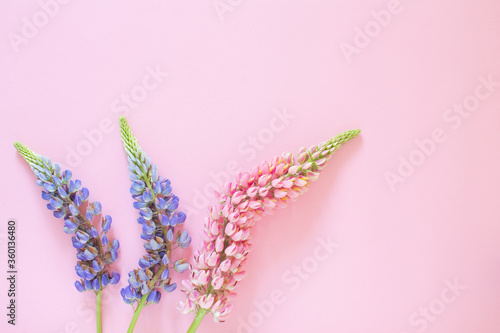 Pink and violet lupines on the pink background. Flat lay flowers. Beautiful summer flowers soft pastel colors