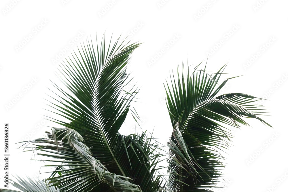 Coconut leaves with branches on white isolated background for green foliage backdrop Coconut leaves with branches on white isolated background for green foliage backdrop