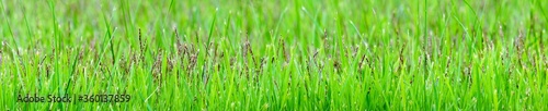 Panoramic view of green grass on green colorful bokeh background, panoramic view of wild grass on green bokeh.panoramic view of lawngrass flower. 