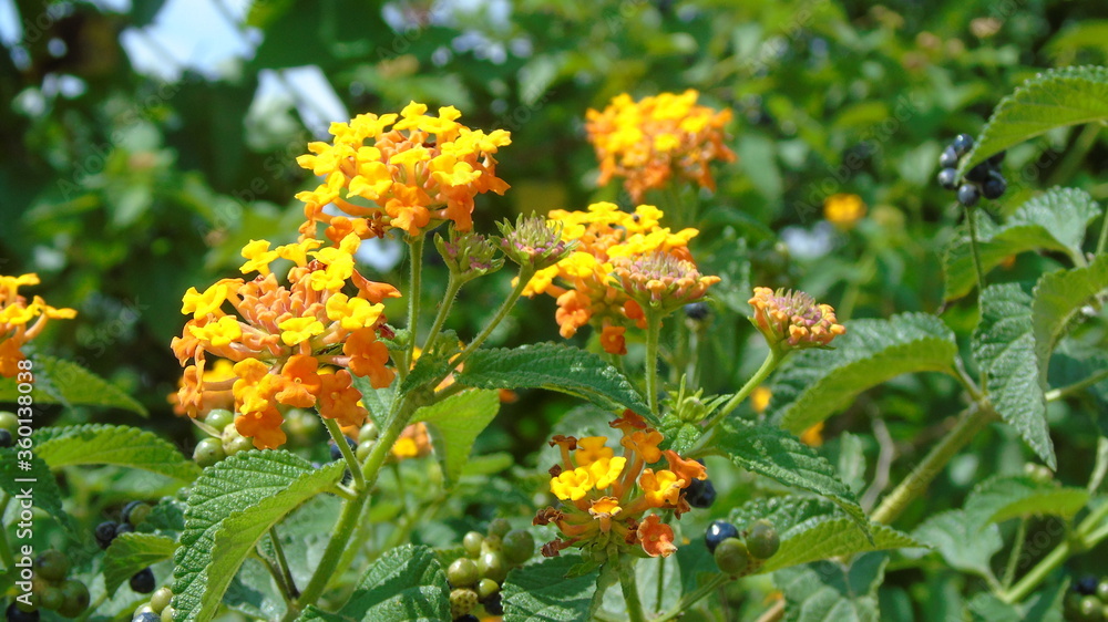 yellow flowers in the garden yellow flowers in the garden