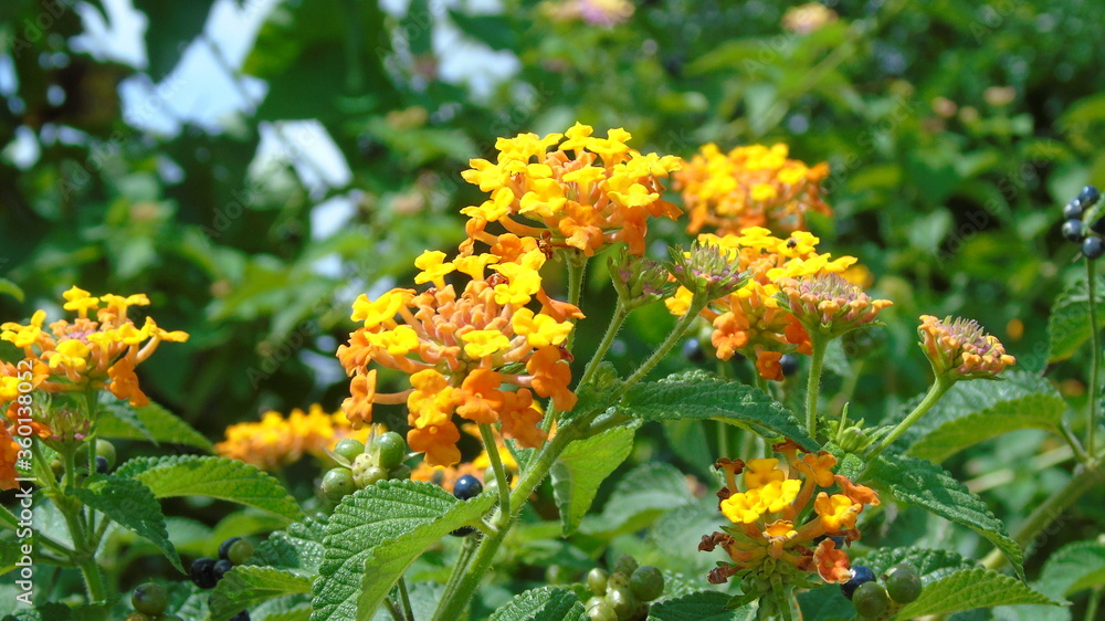 yellow flowers in the garden yellow flowers in the garden