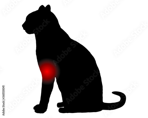 Katze mit Schmerzen im Vorderlauf
