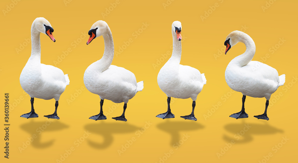 Obraz premium white swan in different style isolated on clean yellow background with clipping path