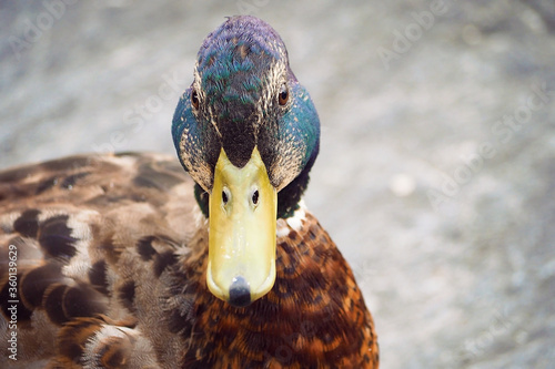 close up show detail on mallard duck head that keep face to camera on clear bright background