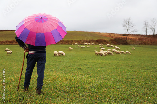 Pastore di pecore