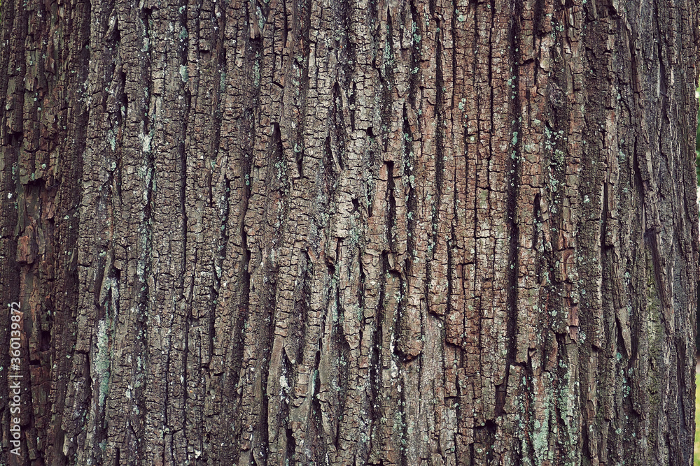 close up cracked tree surface for texture background