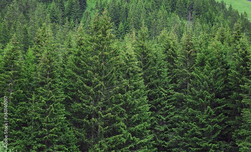 pine forest texture for background concept design idea