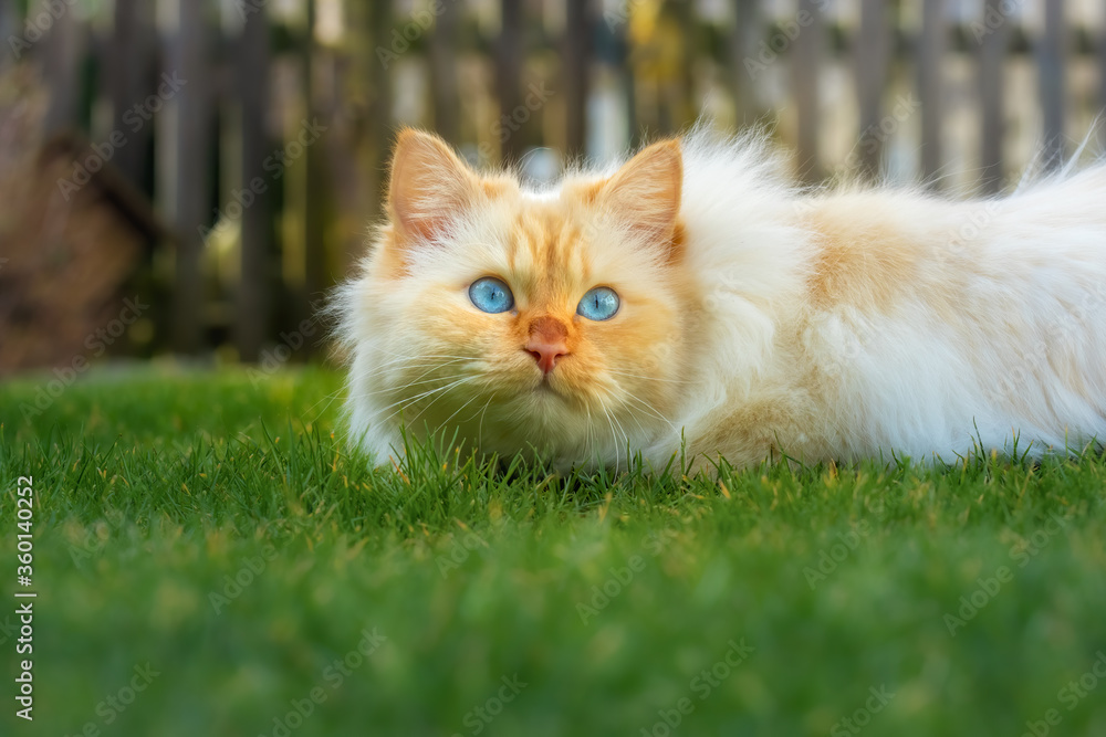 Birman cat with big blue eyes lying on grass and looking mesmerized