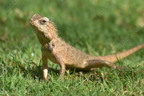 A closeup photograph of a Lizard. © Sudip
