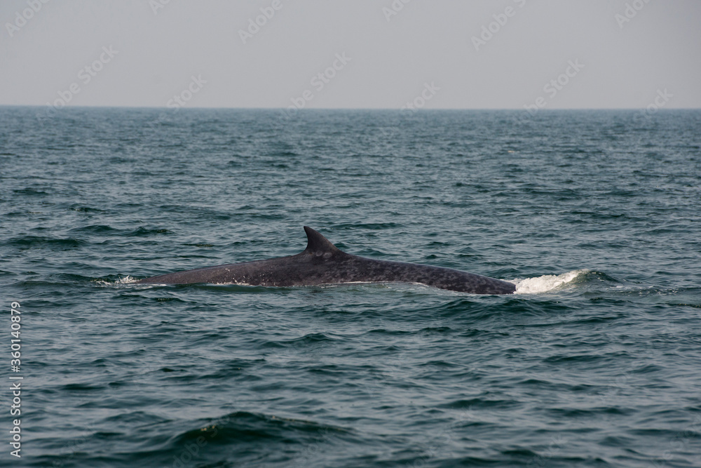 Fototapeta premium THAILAND PHETBURI WHALE WATCHING