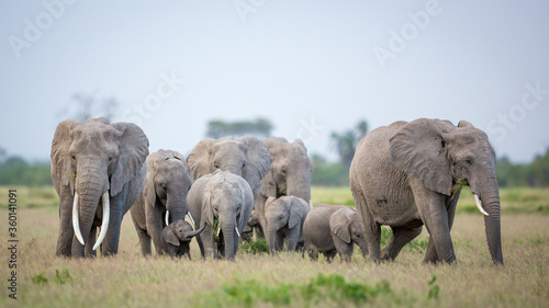 Fotografia Beautiful elephant herd with a large female with big tusks and a tiny baby eleph