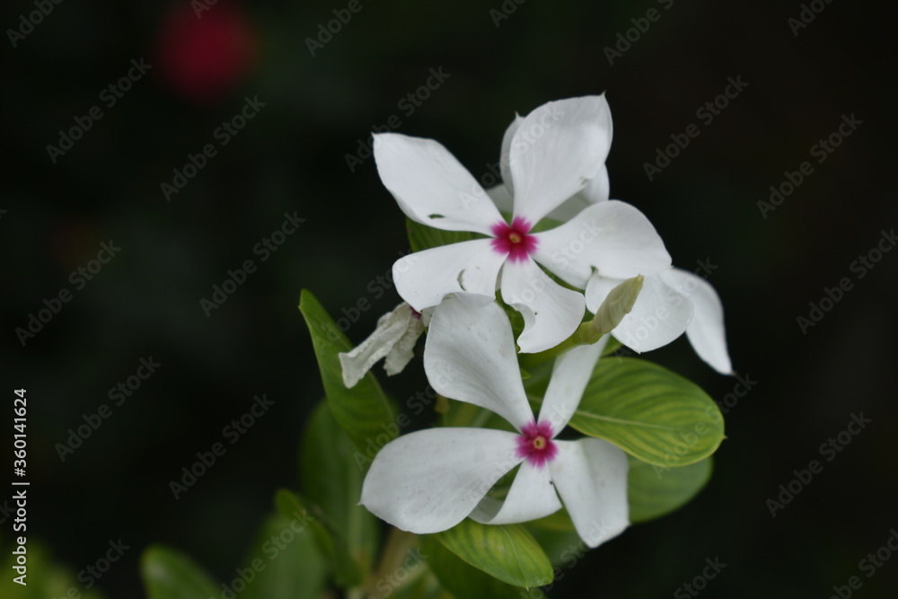 Obraz premium white orchid flower