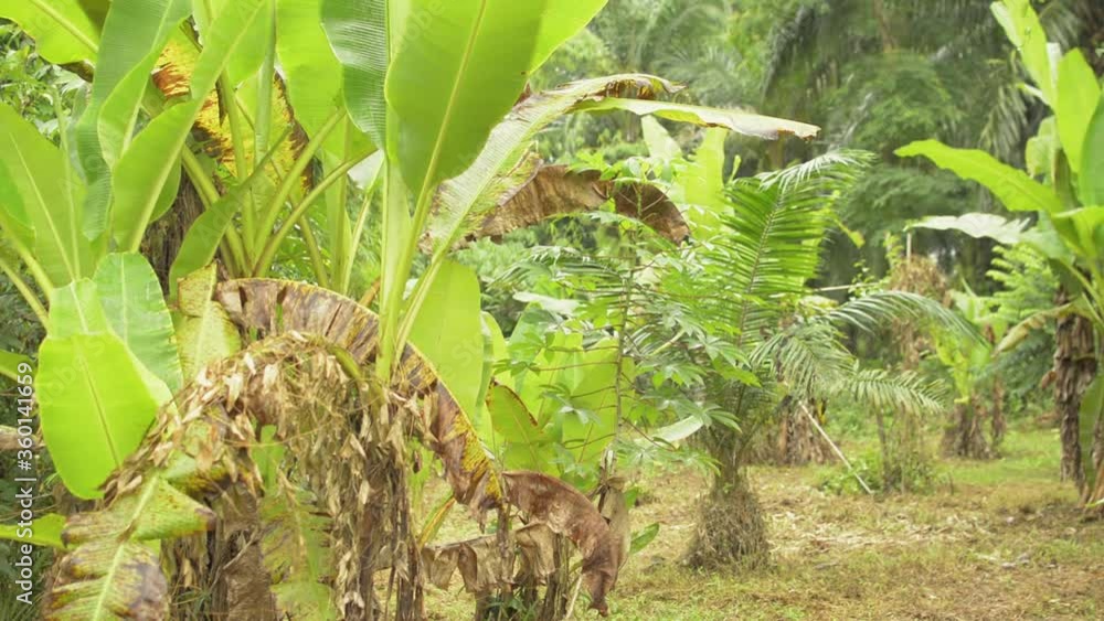 Joint plantation in rural area with many banana grove among oil palm garden. Abundance of tropical plants in the backyard under sunlight in the morning. Panning shot. Nature and Environment. Joint plantation in rural area with many banana grove among oil palm garden. Abundance of tropical plants in the backyard under sunlight in the morning. Panning shot. Nature and Environment.