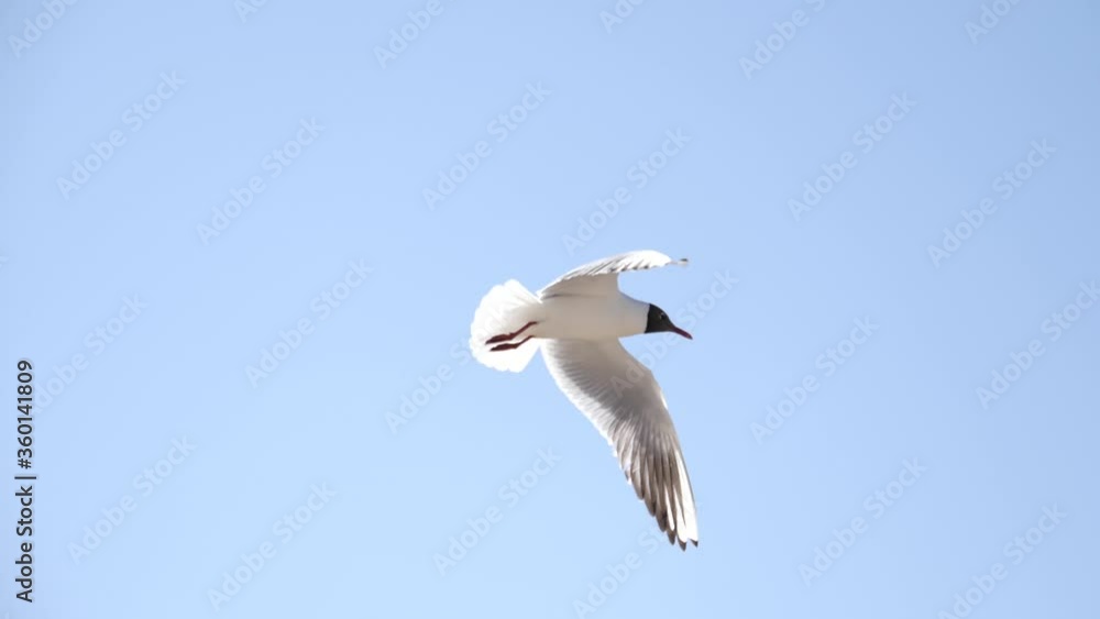 Baltic sea gulls birds flying in slow motion on a beach in the sky and over sand Baltic sea gulls birds flying in slow motion on a beach in the sky and over sand