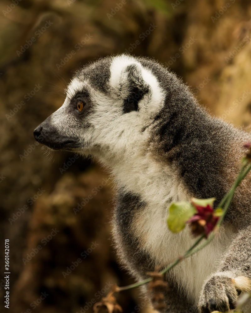 Fototapeta premium Ring-tailed Lemur (Lemur catta) looking to left, holding flower vine. 