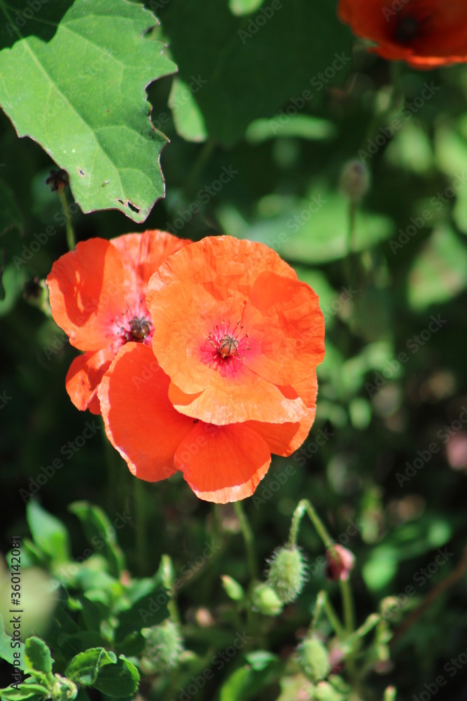 Fototapeta premium Bright red poppies flower on the field with green background,Close up poppy flowers.Italy,Europe.