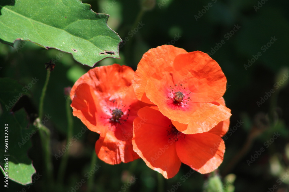 Fototapeta premium Bright red poppies flower on the field with green background,Close up poppy flowers.Italy,Europe.