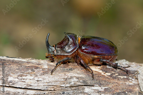 Escarabajo rinoceronte europeo (Oryctes nasicornis), sobre el tronco con fondo difuminado. © Carlos