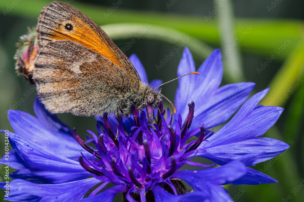 close up of a dusky meadow brown (Hyponephele lycaon) on a cornflower close up of a dusky meadow brown (Hyponephele lycaon) on a cornflower