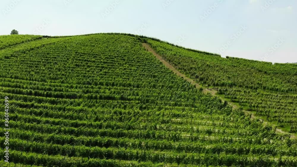 Drone lift up over a grapes field on the hill, slowly revealing the panorama behind this Drone lift up over a grapes field on the hill, slowly revealing the panorama behind this