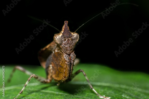 beautiful macro closeup shots of insects