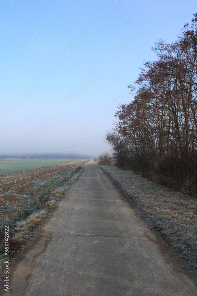 Fototapeta premium Long road in the country with an avenue of trees