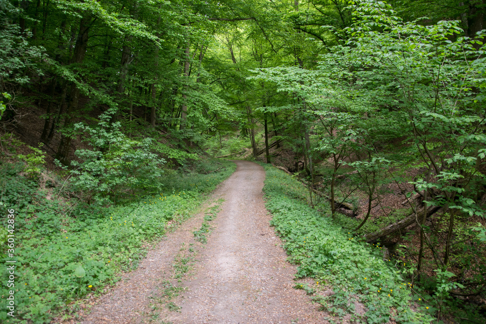 A dirt road leading through a green forest in a narrow valley A dirt road leading through a green forest in a narrow valley