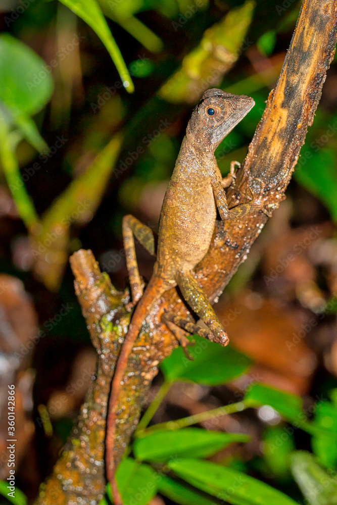 Obraz premium Brown-patched Kangaroo lizard, Wiegmann's Agama, SriLankan Kangaroo Lizard, Otocryptis wiegmanni, Sinharaja National Park Rain Forest, World Heritage Site, UNESCO, Biosphere Reserve, National Wilderne