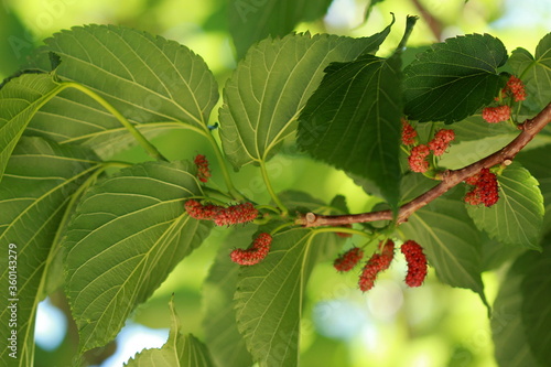 Fotografie Fruit du Murier