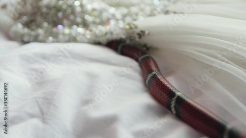 Red small striped poisonous snake crawling on a white wedding dress with pearl beads close-up photo