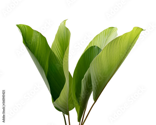 Calathea foliage, Exotic tropical leaf, Large green leaf, isolated on white background with clipping path photo