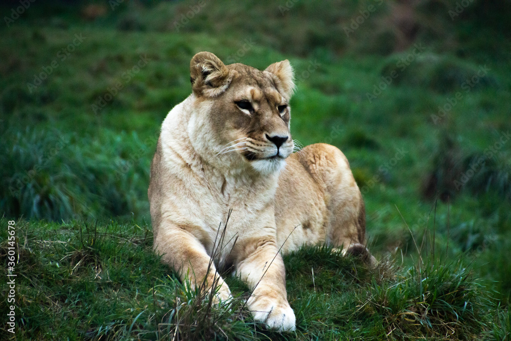 Fototapeta premium Lioness in grass