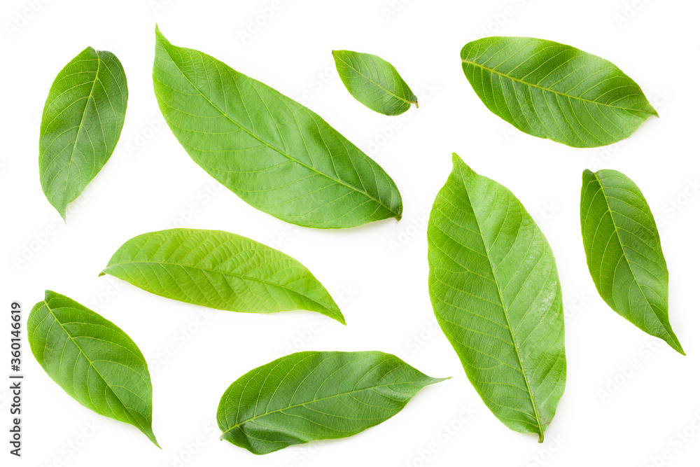 green walnut leaves isolated on a white background. Top view green walnut leaves isolated on a white background. Top view