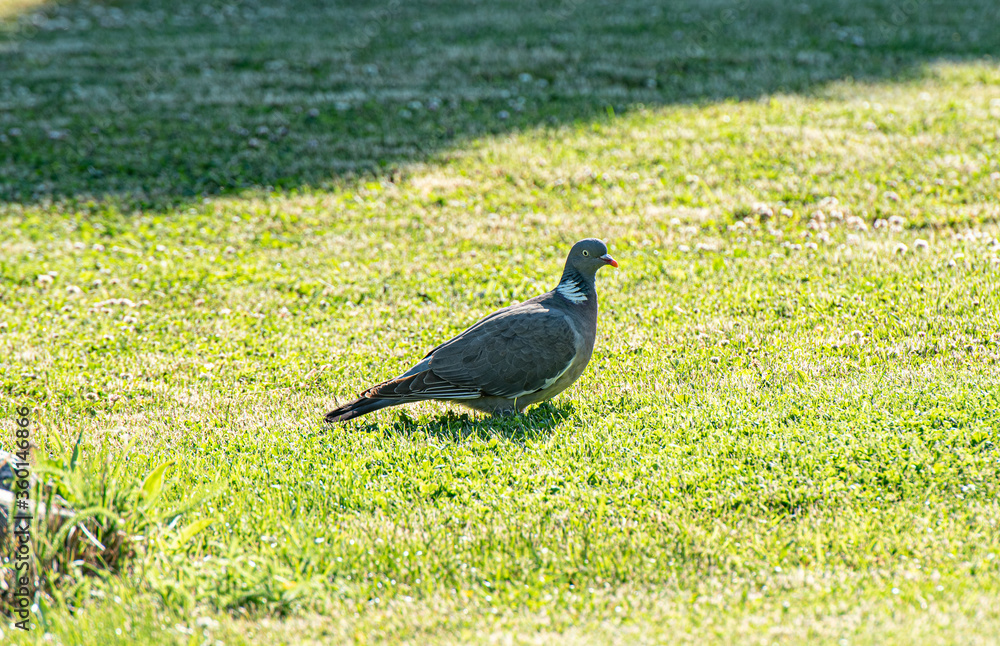 Obraz premium pigeon on the grass