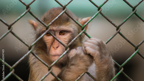Canvas Print The confused monkey in the iron net