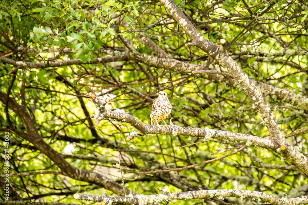 Kestrel catching worms on a lawn in County Donegal - Ireland. Kestrel catching worms on a lawn in County Donegal - Ireland.