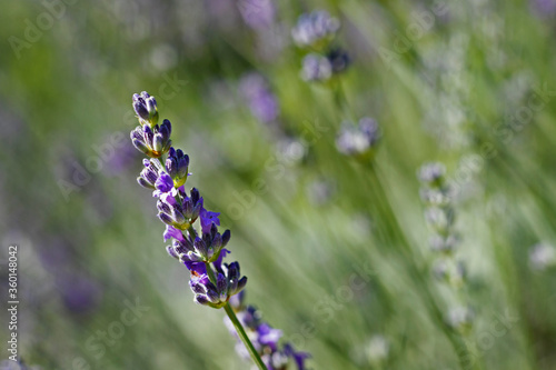 Purple Lavender flower