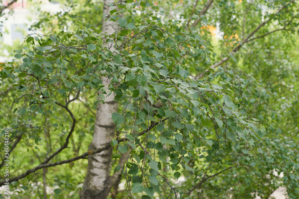 Beautiful birch trees with white birch bark in birch grove with green birch leaves in summer Beautiful birch trees with white birch bark in birch grove with green birch leaves in summer