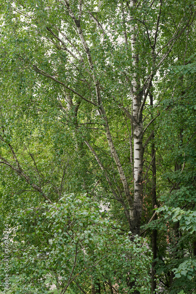 Beautiful birch trees with white birch bark in birch grove with green birch leaves in summer Beautiful birch trees with white birch bark in birch grove with green birch leaves in summer