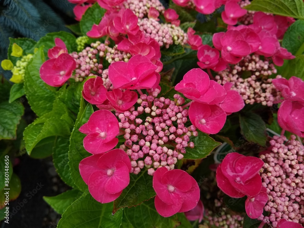 Fototapeta premium Hydrangea macrophylla 'Rotkehlchen'