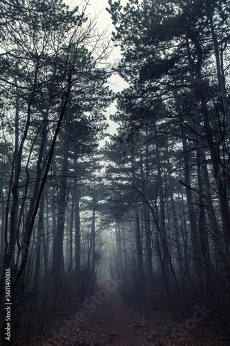 misty morning in the forest 