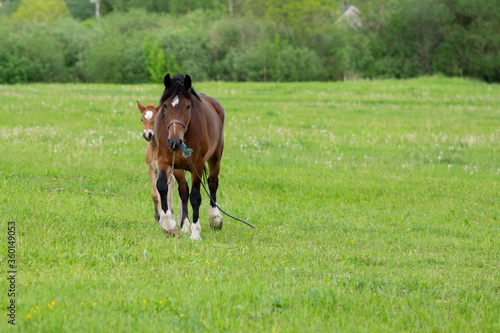 A bay horse with a foal in a field on a grazing. © Artsiom P