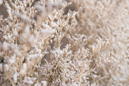 Little white dry flowers a decoration that gives warm and cozy atmosphere