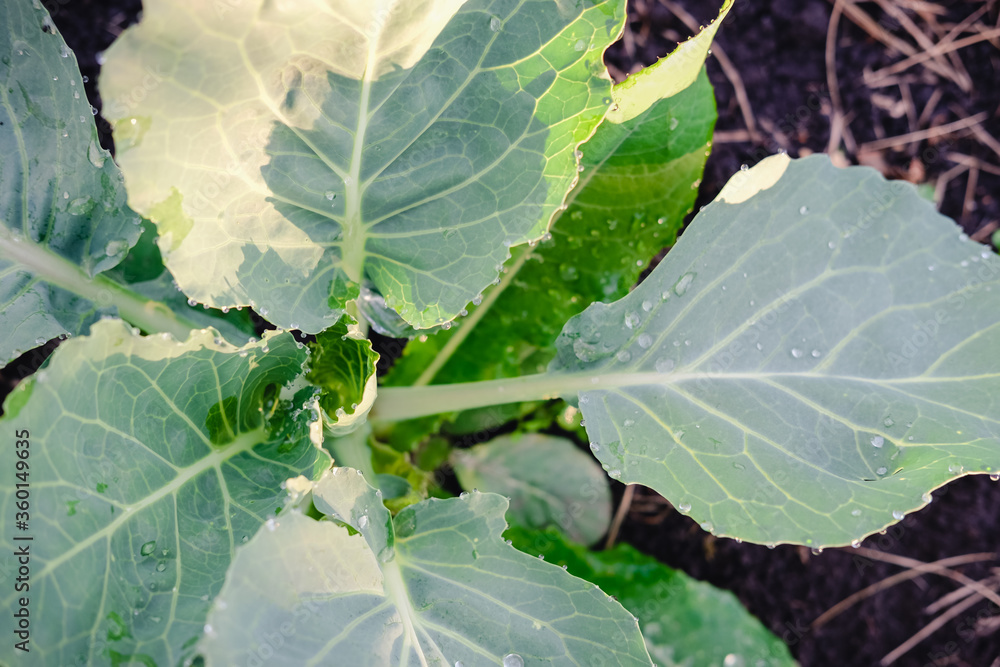 cabbage growing at the garden. homegrown vegetables. water drops on cabbage leaves. organic veggies growing at the farm. local farmers food. cabbage growing at the garden. homegrown vegetables. water drops on cabbage leaves. organic veggies growing at the farm. local farmers food.