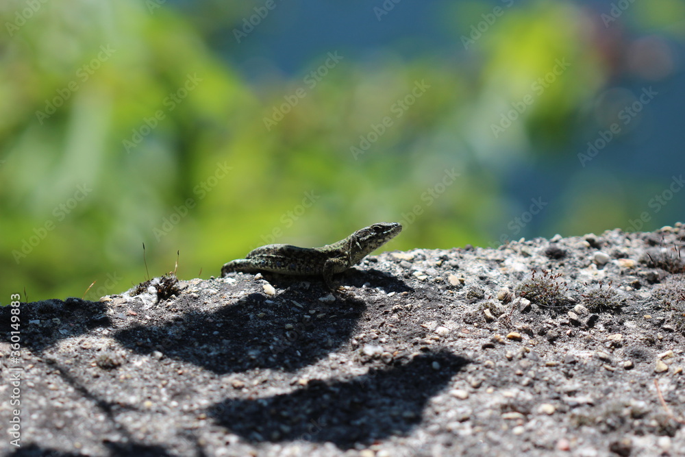 Lézard des murailles Lézard des murailles