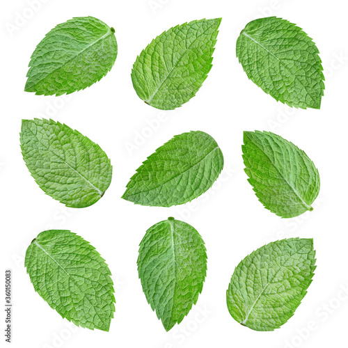 Composition of many fresh mint leaves. Collection mint leaves Clipping Path isolated on white background. Professional studio macro shooting © Maks Narodenko
