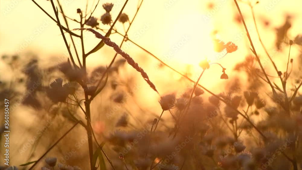 Beautiful Meadow with wild flowers over sunset sky. Camomile medical flower, Beauty nature field background with sun flare. Rural landscape. Slow motion 240 fps, 4k UHD video footage.