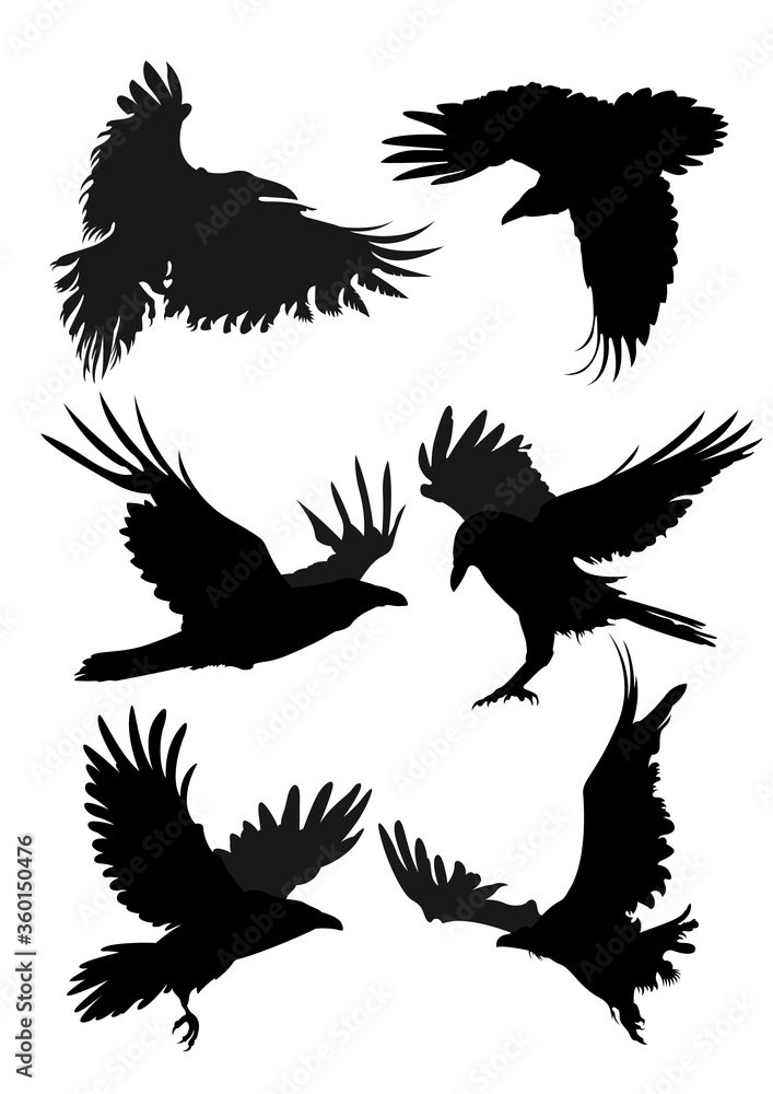 Obraz premium Black Ravens Silhouette Set, Black Crows 