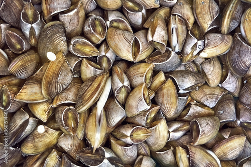live fresh Zebra mussels for sale in a tray at local market in Phuket Thailand