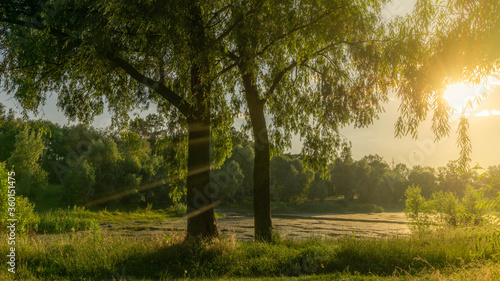 warm summer landscape, a lake among the forest against the setting sun